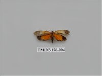 藏品(旭日穀蛾)的圖片